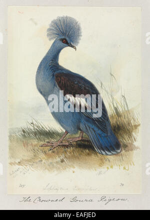 Goura cristata, Western incoronato pigeon Foto Stock