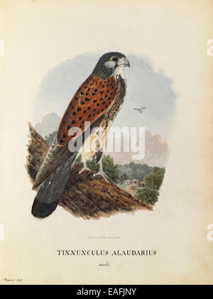 Tinnunculus alaudarius, maschio [Gheppio] Acquerello piastra 1. Datato Agosto 1848 Foto Stock