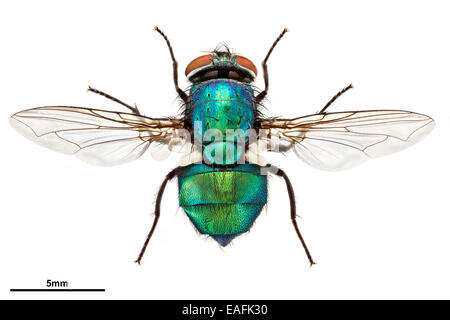 Comune bottiglia verde fly, Lucilia sericata Foto Stock