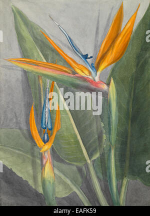 Strelitzia reginae, uccello del paradiso fiore Foto Stock