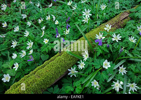 Il legno di anemoni e Bluebells crescendo sul suolo della foresta. Foto Stock