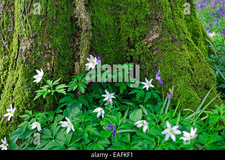 Il legno di anemoni e Bluebells crescendo sul suolo della foresta. Foto Stock