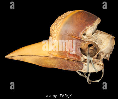 Scolpiti Hornbill cranio Foto Stock