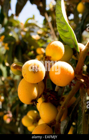 Nespole del Giappone giapponese Japanese nespola prugna giapponese Eriobotrya japonica frutto maturo impianto Spagna Foto Stock