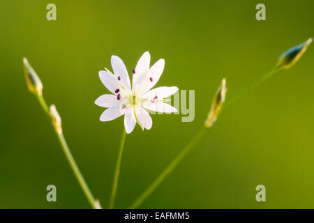 Grassleaf Starwort Stitchwort comune Stellaria graminea fioritura levetta Germania Foto Stock