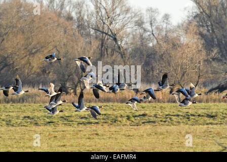 Graylag oche (Anser anser), SASSONIA-ANHALT, Germania Foto Stock