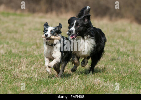 Miniatura Australian Shepherd Border Collie prato in esecuzione in Germania Foto Stock