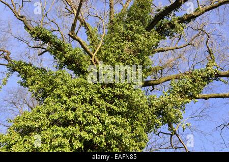 Edera comune (Hedera helix) Foto Stock