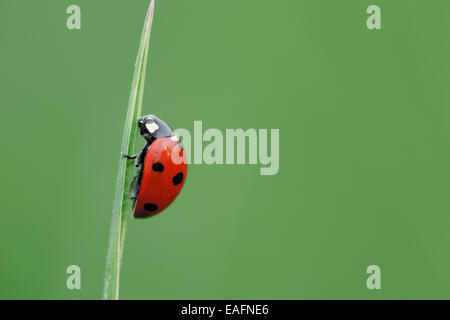Sette-spot Ladybird Sevenspot Ladybird 7-spot Coccinella Coccinella septempunctata lama di erba Foto Stock