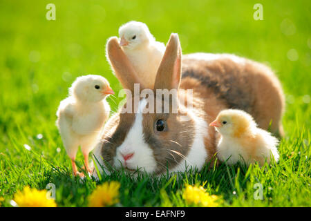 Netherland Dwarf Rabbit adulto pulcini di erba Germania Foto Stock