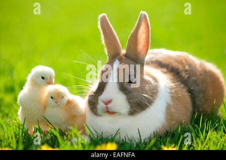 Netherland Dwarf Rabbit adulto pulcini di erba Germania Foto Stock