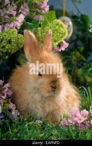 Coniglio nano olandese con fiori e uovo di Pasqua. Germania Foto Stock