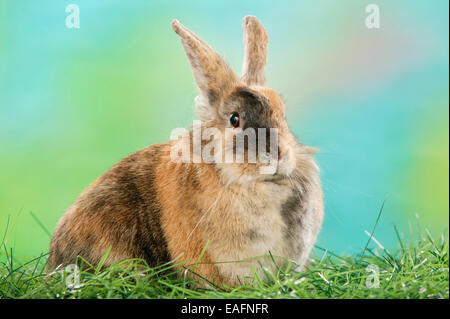 Netherland Dwarf Rabbit tricolore erba adulti Germania Foto Stock