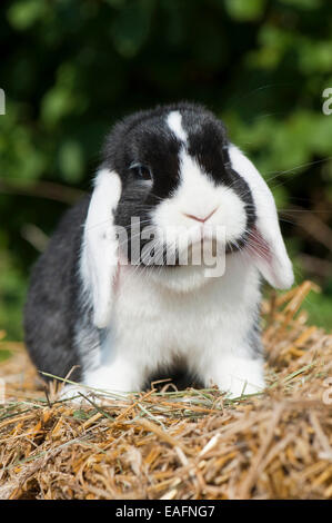 Mini Lop nero coniglio coniglio bianco paglia Germania Foto Stock