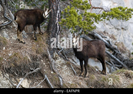 Il camoscio Rupicapra rupicapra femminile di giovani in piedi accanto a pine pendio ripido Austria Foto Stock