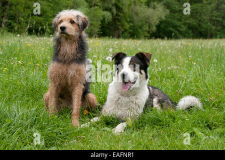 Grossolana bosniaco-haired Hound Barak mix Border Collie-Husky mix prato Austria Foto Stock