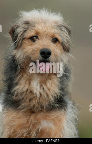 Grossolana bosniaco-haired Hound Barak Mix Ritratto di cane adulto Austria Foto Stock