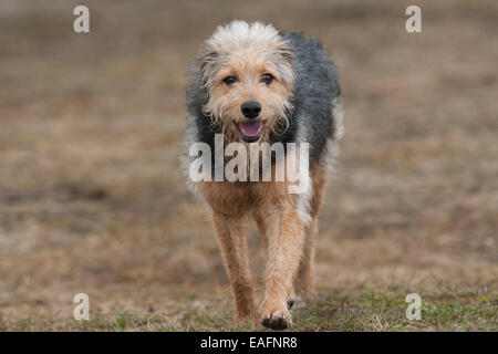 Grossolana bosniaco-haired Hound Barak Mix cane adulto a piedi Austria Foto Stock