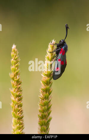 Cinque spot Burnett Moth su un gambo di erba Foto Stock