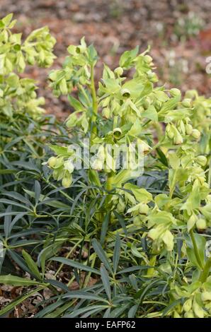 L'elleboro puzzolente (Helleborus foetidus) Foto Stock