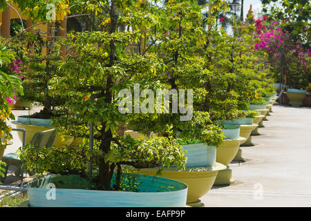 Albero di Bonsai decorare il al di fuori di un edificio in Vietnam Foto Stock