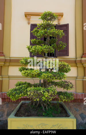 Albero di Bonsai decorare il al di fuori di un edificio in Vietnam Foto Stock