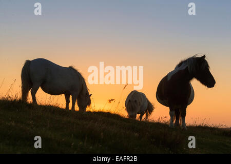 Pony Shetland tre mares pascolare stagliano contro il sole di setting Unst Shetland Foto Stock