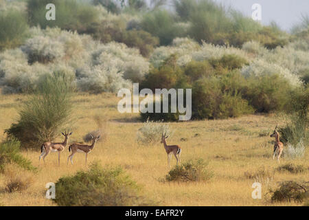 Chinkara o indiano (gazelle Gazella bennetti sykes) Foto Stock