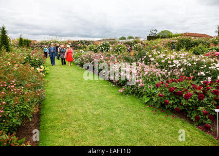 David Austin rose garden Albrighton Shropshire England Regno Unito Foto Stock