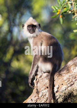 Sri Lanka Langur grigio (Semnopithecus entellus), Yala National Park, Sri Lanka Foto Stock