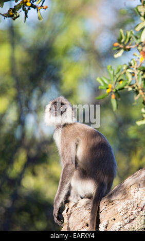 Sri Lanka Langur grigio (Semnopithecus entellus), Yala National Park, Sri Lanka Foto Stock