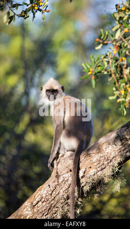 Sri Lanka Langur grigio (Semnopithecus entellus), Yala National Park, Sri Lanka Foto Stock