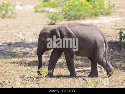 I capretti dello Sri Lanka elephant (Elephas maximus maximus) una sottospecie di elefante asiatico, Yala National Park, Sri Lanka Foto Stock