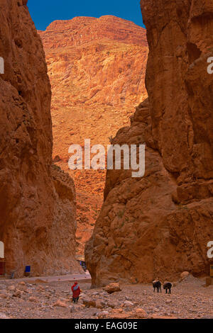 Del Todra, Todra valle, Alto Atlante, Marocco, Africa del Nord Foto Stock