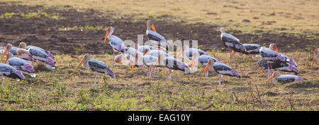 Dipinto di Stork (Mycteria leucocephala) in Yala National Park, Sri Lanka Foto Stock