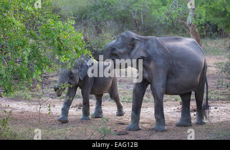 Adulto e del polpaccio dello Sri Lanka elephant (Elephas maximus maximus) una sottospecie di elefante asiatico, Yala National Park, Sri Lanka Foto Stock