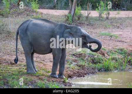 Il governo dello Sri Lanka elephant (Elephas maximus maximus) una sottospecie di elefante asiatico, Yala National Park, Sri Lanka Foto Stock