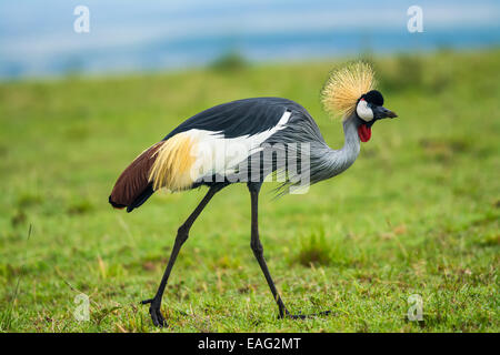 Grey Crowned Crane (Balearica regulorum) nella savana del Kenya, Africa Foto Stock