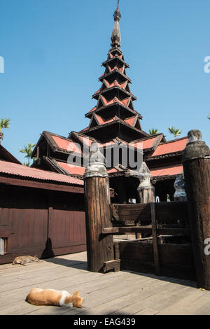 Cani,dog,animale,animali,sonno, addormentato,a dormire Bagaya Kyaung monastero,tempio,Inwa,Ava, vicino a Mandalay,birmania, myanmar, Asia sud-orientale, Asia,asiatica, Foto Stock