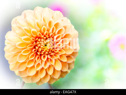 Dahlia close up macro shot Foto Stock