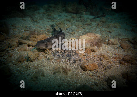 Nursehound shark, Scyliorhinus stellaris, dal Mar Mediterraneo. Questa foto è stata scattata a Malta. Foto Stock