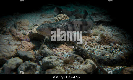 Nursehound shark, Scyliorhinus stellaris, dal Mar Mediterraneo. Questa foto è stata scattata a Malta. Foto Stock