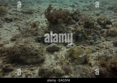 Nursehound shark, Scyliorhinus stellaris, dal Mar Mediterraneo. Questa foto è stata scattata a Malta. Foto Stock