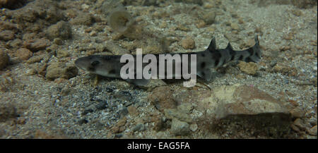 Nursehound shark, Scyliorhinus stellaris, dal Mar Mediterraneo. Questa foto è stata scattata a Malta. Foto Stock