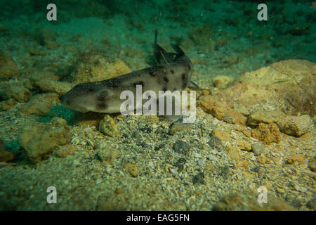 Nursehound shark, Scyliorhinus stellaris, dal Mar Mediterraneo. Questa foto è stata scattata a Malta. Foto Stock