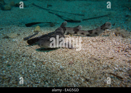 Nursehound shark, Scyliorhinus stellaris, dal Mar Mediterraneo. Questa foto è stata scattata a Malta. Foto Stock