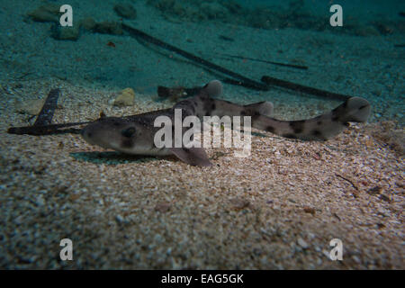 Nursehound shark, Scyliorhinus stellaris, dal Mar Mediterraneo. Questa foto è stata scattata a Malta. Foto Stock