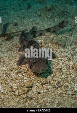 Nursehound shark, Scyliorhinus stellaris, dal Mar Mediterraneo. Questa foto è stata scattata a Malta. Foto Stock