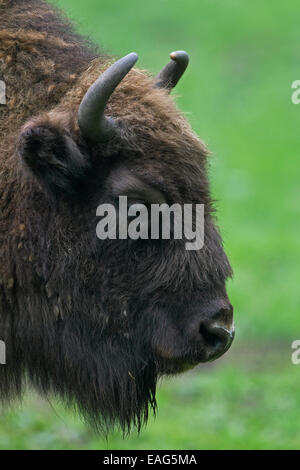 Il bisonte europeo / wisent (Bison bonasus) close up ritratto Foto Stock
