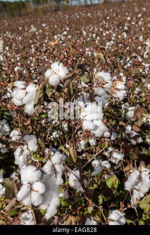 Il cotone bolls pronto per il raccolto in una fattoria al di fuori di Columbia, nella Carolina del Sud. Foto Stock